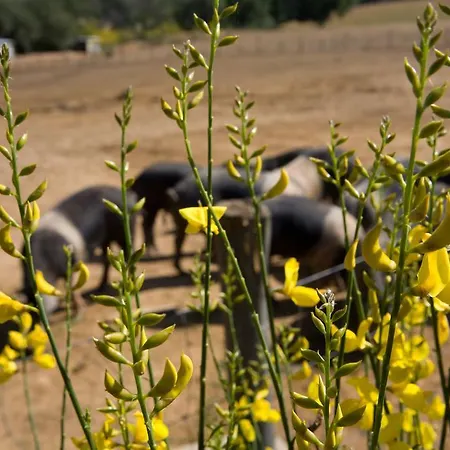 Boschetto Di Montiano (Tuscany)