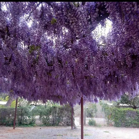 Agroturismo Boschetto Di *