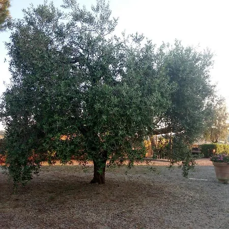 Boschetto Di Agroturismo Montiano (Tuscany)