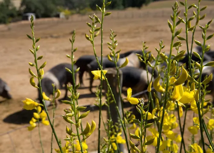 Boschetto Di Montiano (Tuscany)